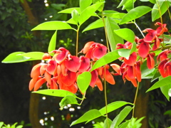 アメリカ梯梧 （アメリカでいご）海紅豆（かいこうず）１