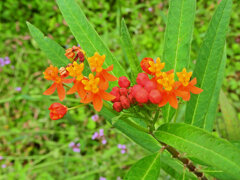 唐綿 （とうわた）   （アスクレピアス）３