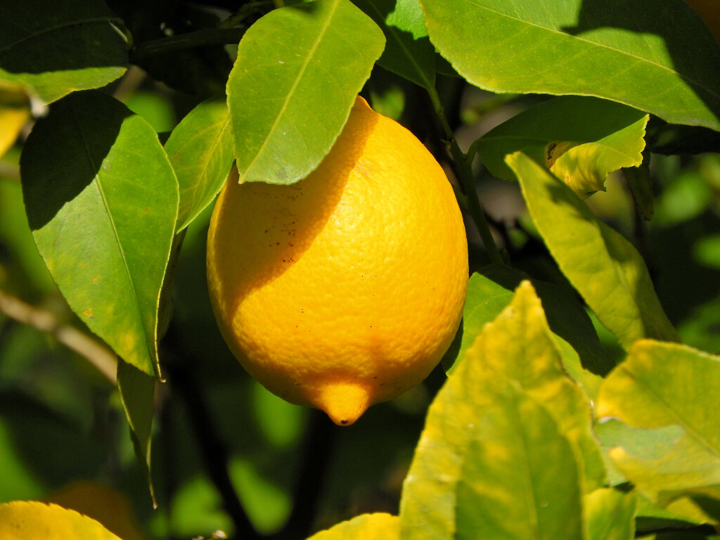 檸檬　４