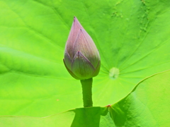 蓮　２