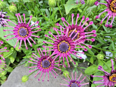 オステオスペルマム・ニンジャ　５