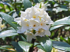 良いかほり　沈丁花　１