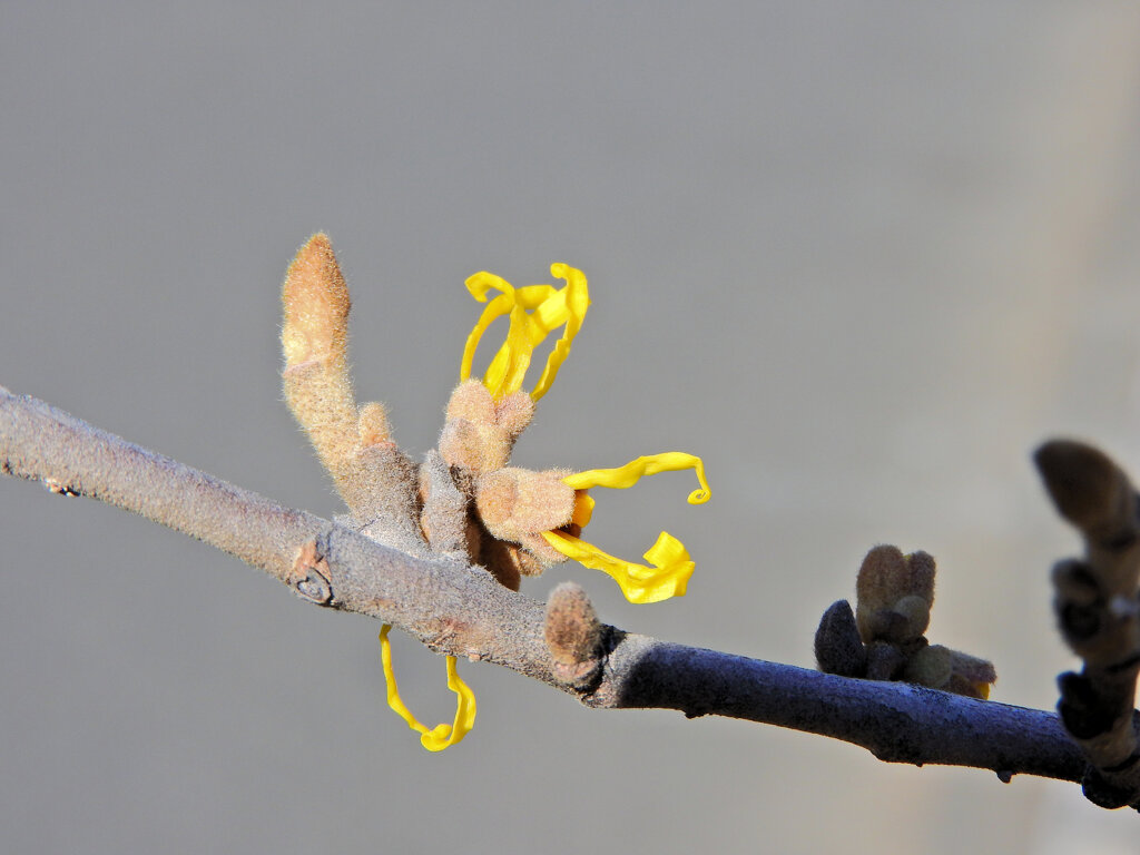 満作 （まんさく）　開花　2/2