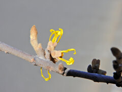 満作 （まんさく）　開花　2/2