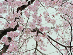 枝垂れ桜　開花　３