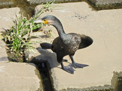 カワウ　５