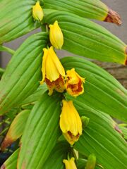 キイジョウロウホトトギス　(紀伊上臈杜鵑草)４