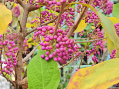 ムラサキシキブ(紫式部)　１