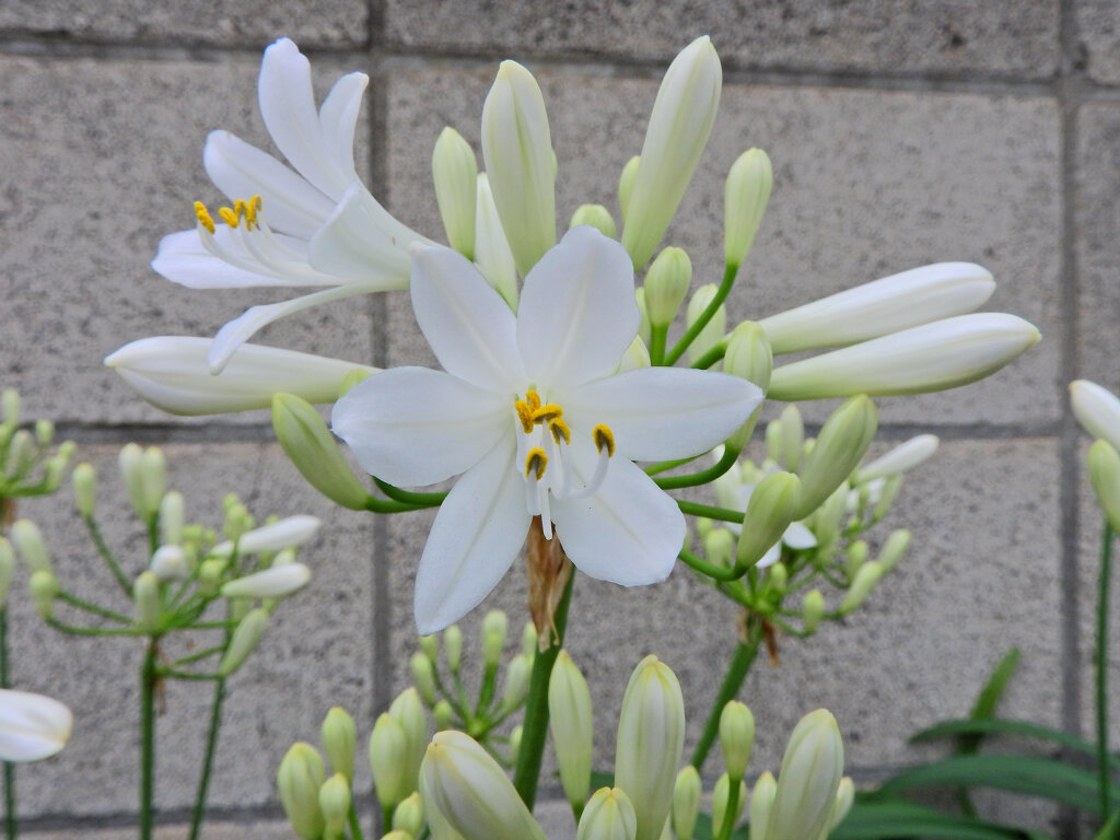 アガパンサス　白花　２