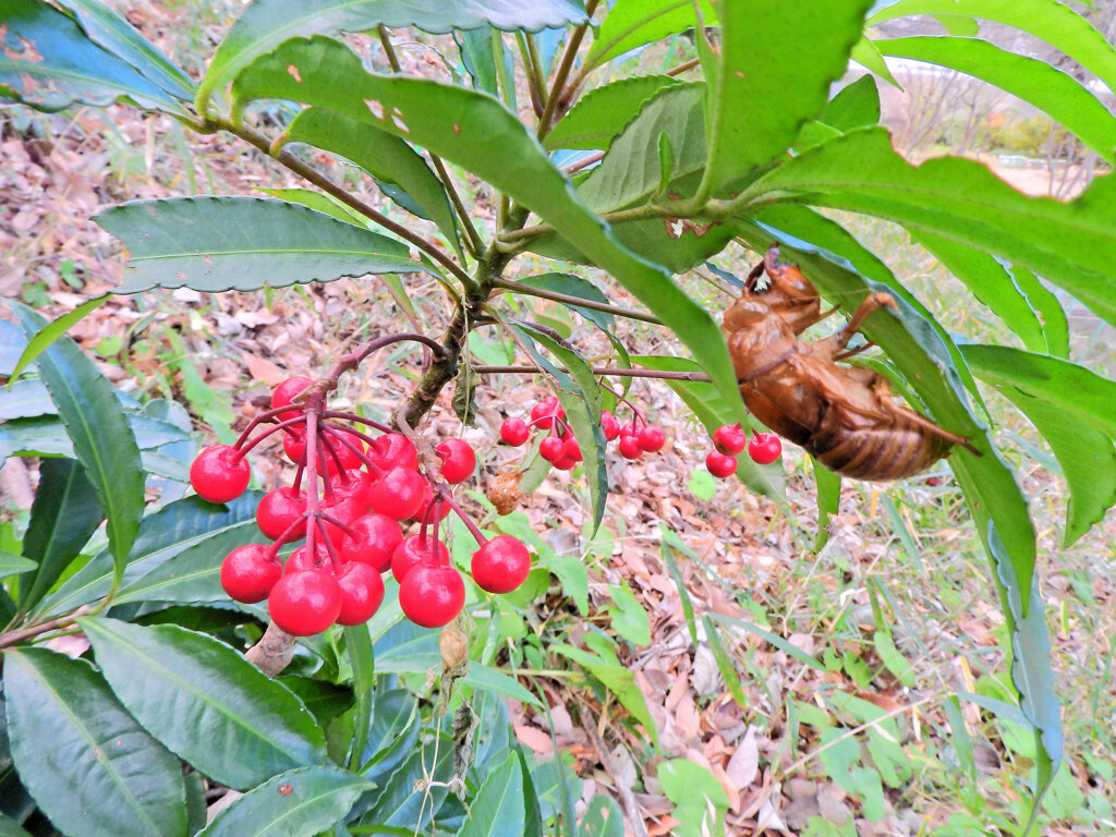 里山で万両と「 空蝉（うつせみ）」３