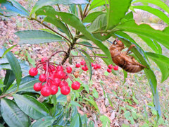 里山で万両と「 空蝉（うつせみ）」３