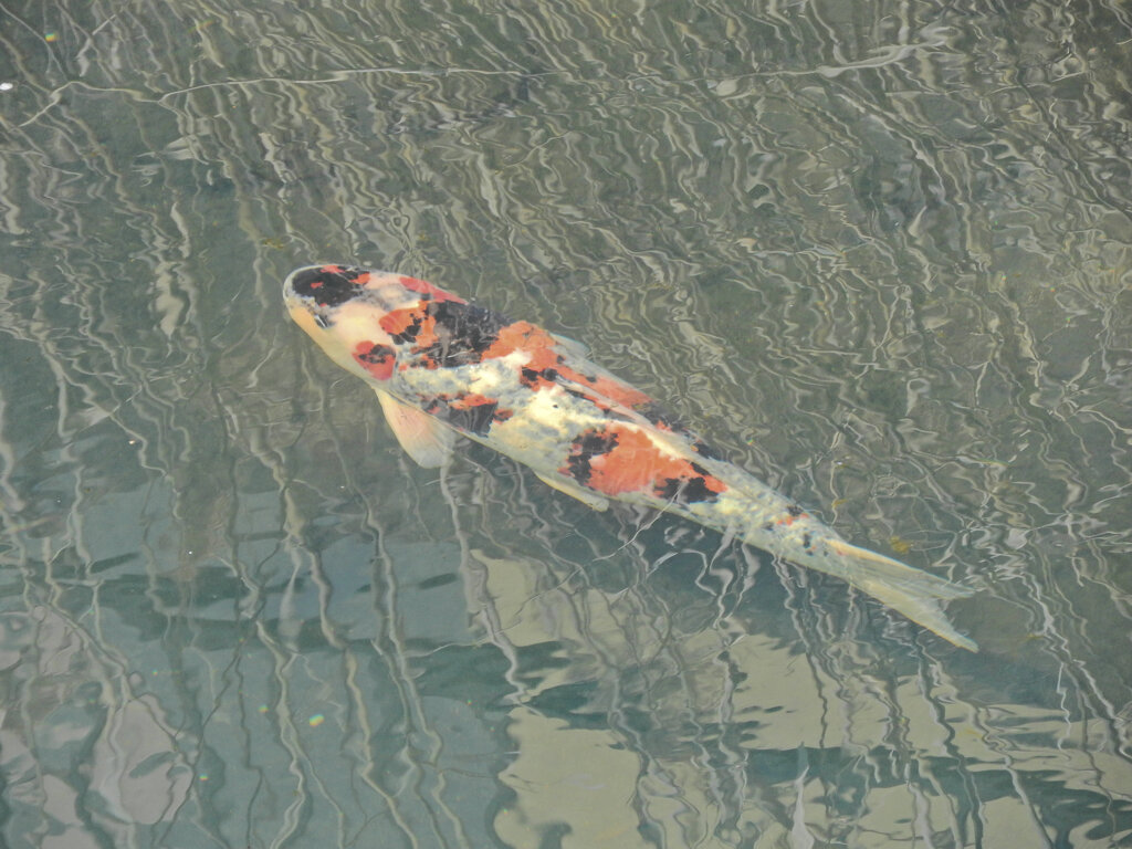 錦鯉　２