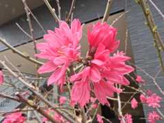 ハナモモ（花桃）菊桃　５