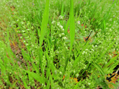 姫小判草 （ひめこばんそう） 鈴茅、鈴萱（すずがや）２
