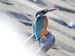 今日のカワセミ　さん　２