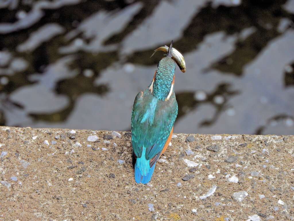 カワセミさん　お魚get！！