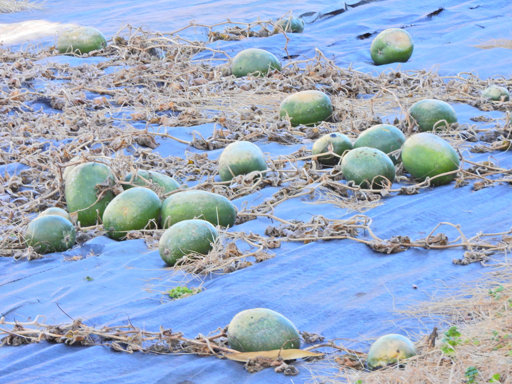 冬瓜の　寂しく眠る　畑かな