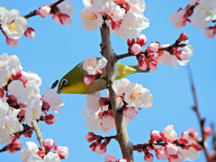 杏　ジロー　１