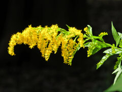 背高泡立草　１
