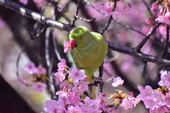 河津桜を喰い散らす　ワカケホンセイインコ　②
