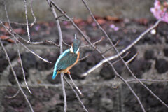 二ヶ領用水路』武蔵小杉付近で　カワセミさん♀　１