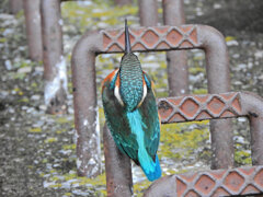 昨日のカワセミ　さん　２