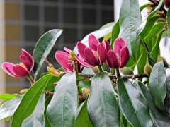 オガタマノキ・パープルクイーン　７