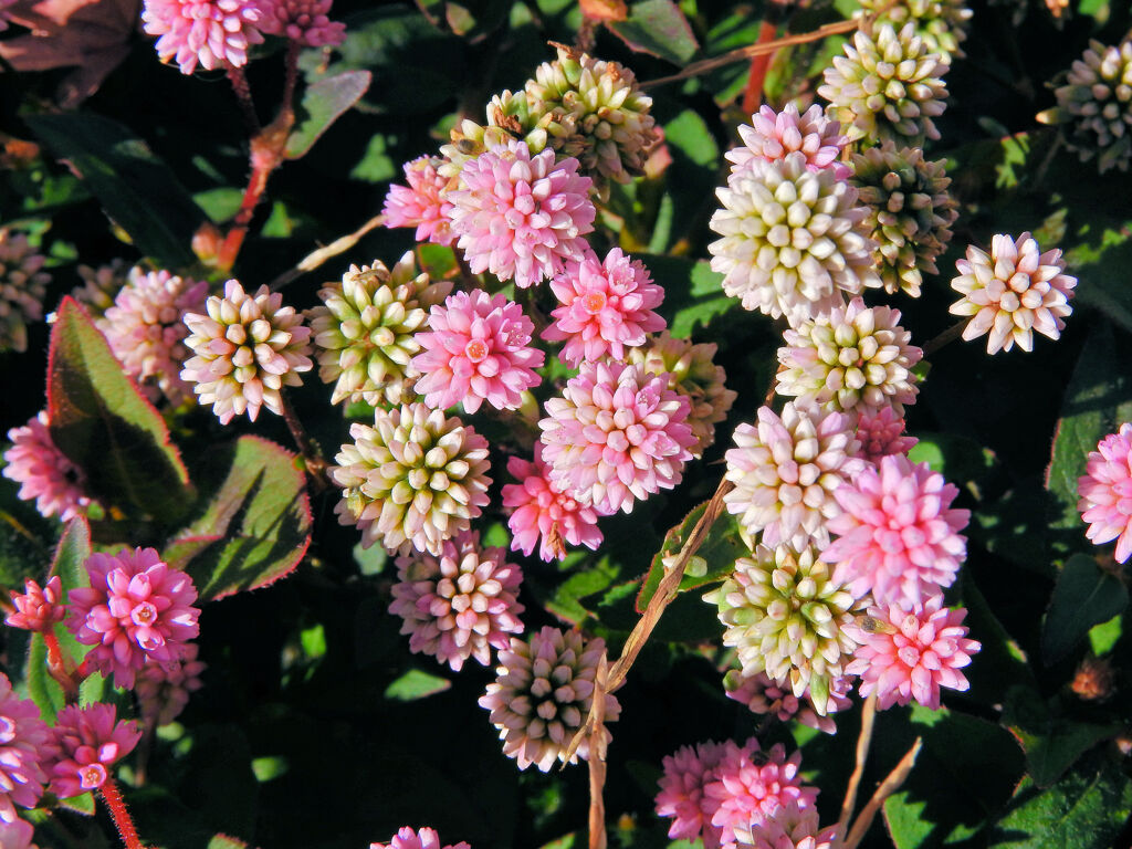 姫蔓蕎麦 （ひめつるそば）（ポリゴナム）２