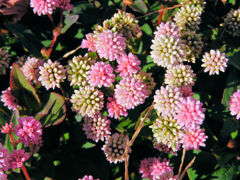 姫蔓蕎麦 (ひめつるそば)(ポリゴナム)2