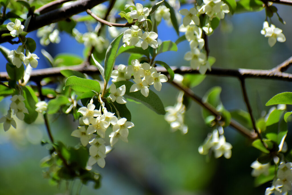 グミの花　４