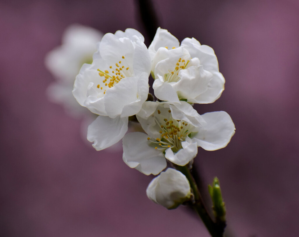 花桃　８