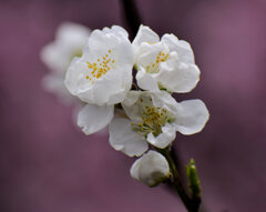 花桃　８