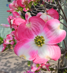 花水木　３