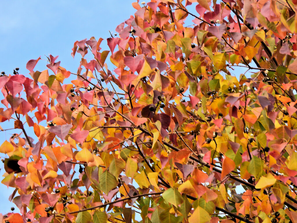 南京黄櫨 （なんきんはぜ） （紅葉と白いタネ）６