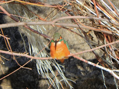 今日のカワセミ　さん　1/3