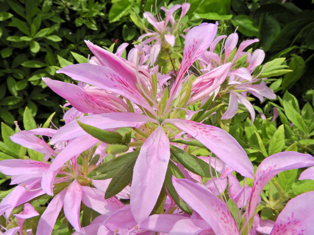 躑躅’花車’（ツツジ’ハナグルマ’）４