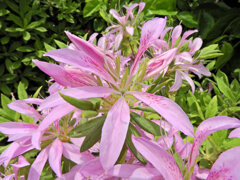 躑躅’花車’（ツツジ’ハナグルマ’）４