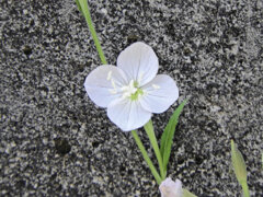 赤花夕化粧 （あかばなゆうげしょう）の白花　３