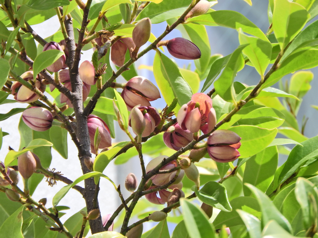 紅花唐種招霊 （べにばなからたねおがたま）1/2