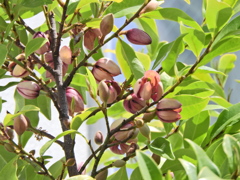 紅花唐種招霊 （べにばなからたねおがたま）1/2