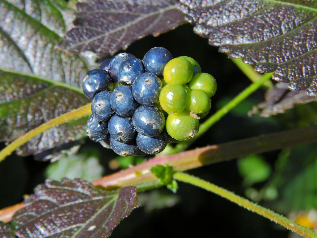 ランタナの実　３