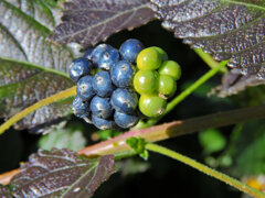 ランタナの実　３