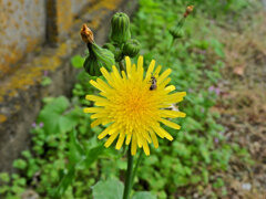 野芥子 （のげし）３