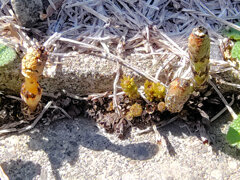 啓蟄　土筆　７