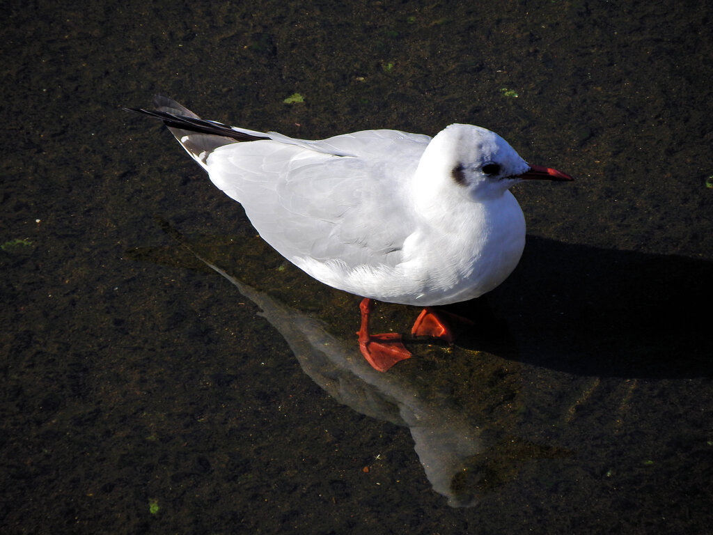 ユリカモメ　さん　４