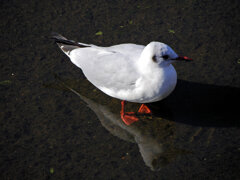 ユリカモメ　さん　４