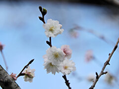 四季桜　５