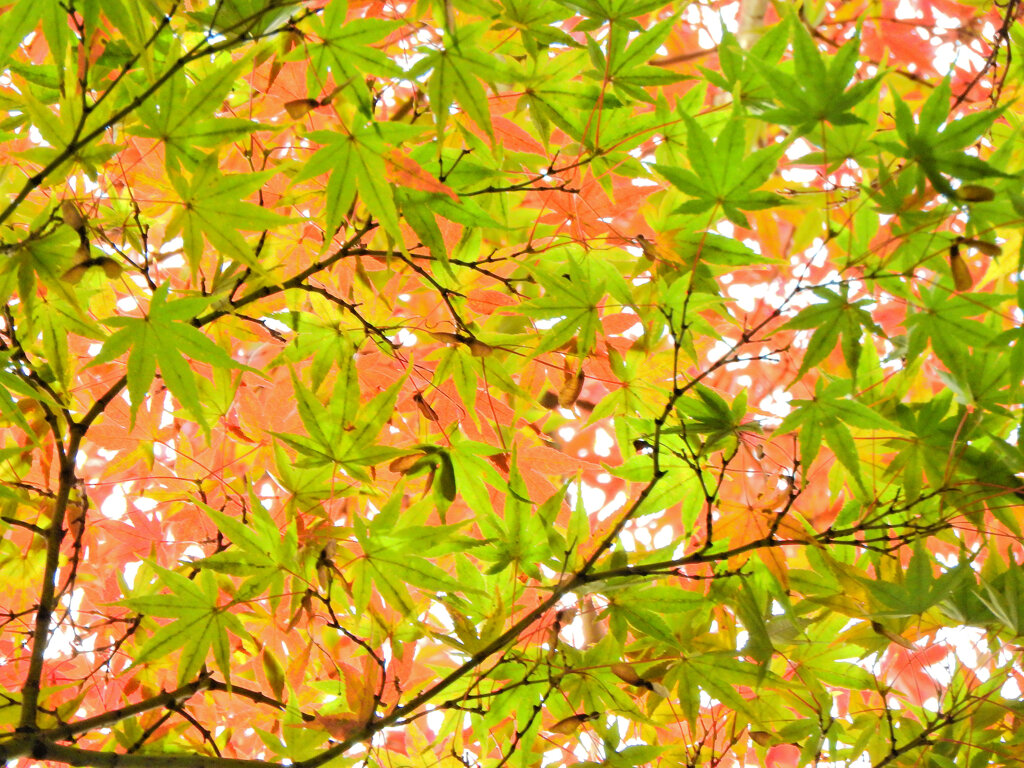 近所のお寺の紅葉　３