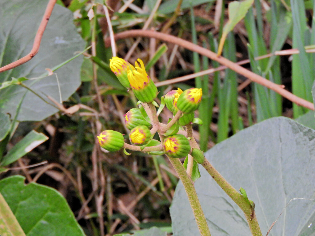 石蕗 （つわぶき）３