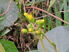 石蕗 （つわぶき）３